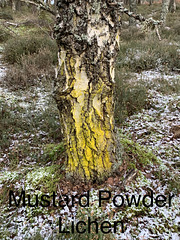 Mustard Powder Lichen