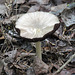 White mushroom with very dark gills