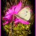 Mariposa sobre flor