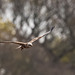 Marsh harrier