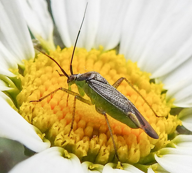 20230606 0673CPw [D~LIP] Weichwanze [w] (Closterotomus trivialis) Bad Salzuflen