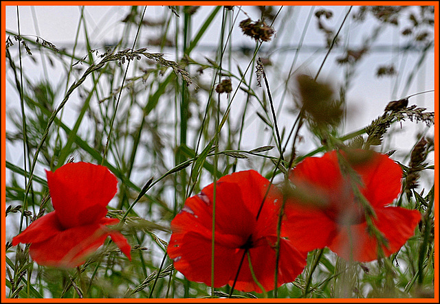 Papaver   not at home