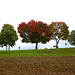 Acer platanoides [Zoom 105mm]