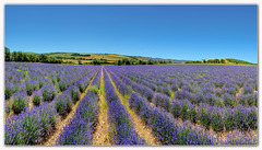 De la lavande à perte de vue