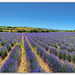 De la lavande à perte de vue