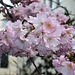 ISSY LES MOULINEAUX: Fleurs de cerisiers 03