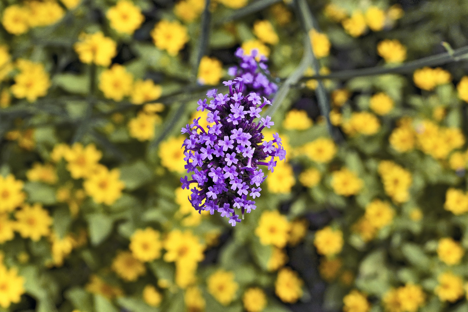 Standing Out from the Crowd – Botanical Garden, Montréal, Québec