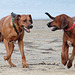 EOS 6D Peter Harriman 18 55 49 17922 MostlyDogs dpp