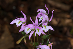 Triphora trianthophoros (Three-birds orchid)