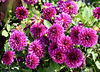Dahlien
