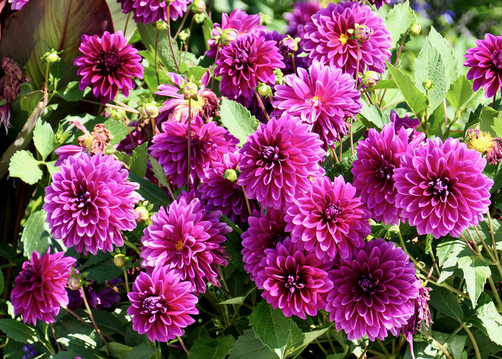 Dahlien