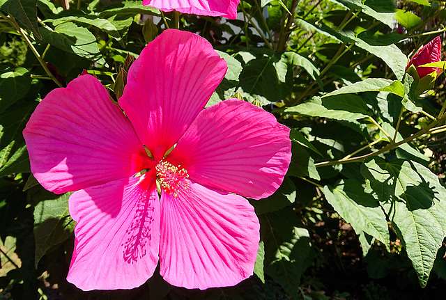 Hibiskusblüte