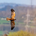 Marsh harrier