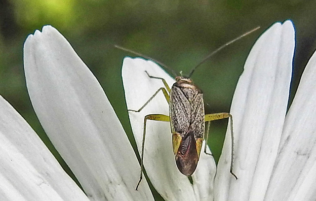 20230606 0675CPw [D~LIP]  Weichwanze [m] (Closterotomus trivialis) Bad Salzuflen
