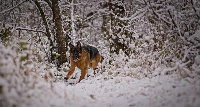 Auch mein Freund Cesar genießt den ersten Schnee im Walde :)) My friend Cesar is also enjoying the first snow in the forest :)) Mon ami César profite également des premières neiges dans la forêt :))