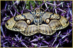 Asian  Owlmoth on Ornamental Onion