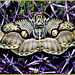 Asian  Owlmoth on Ornamental Onion
