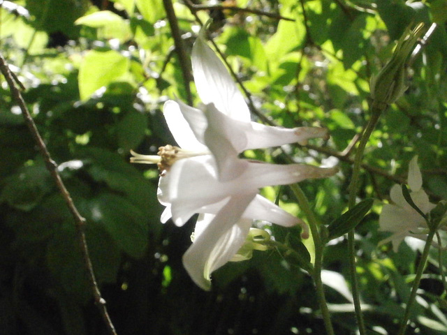 Sun through the petals