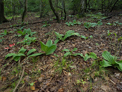 Cypripedium acaule (Pink Lady's-slipper orchid)