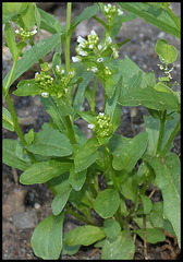 Thlaspi arvense-tabouret des champs 1 (6)