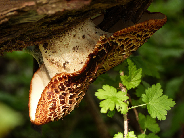 Day 3, upside-down fungus, Pt Pelee