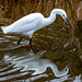 Little egret