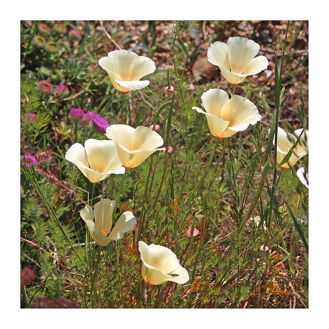 Cream poppies