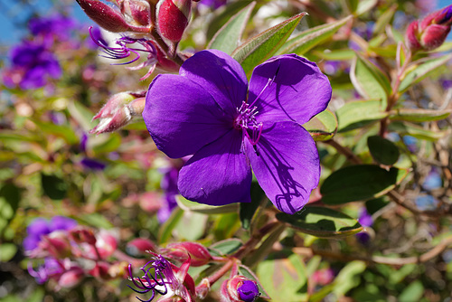 Tibouchina urvilleana, San Francisco USAL1020795