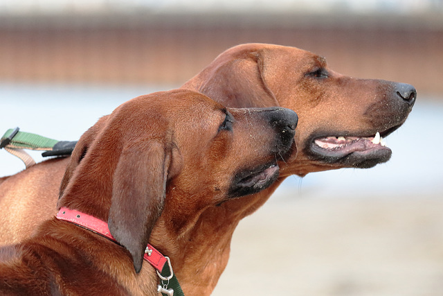 EOS 6D Peter Harriman 18 54 59 17910 MostlyDogs dpp