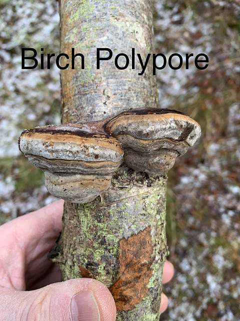 Birch Polypore