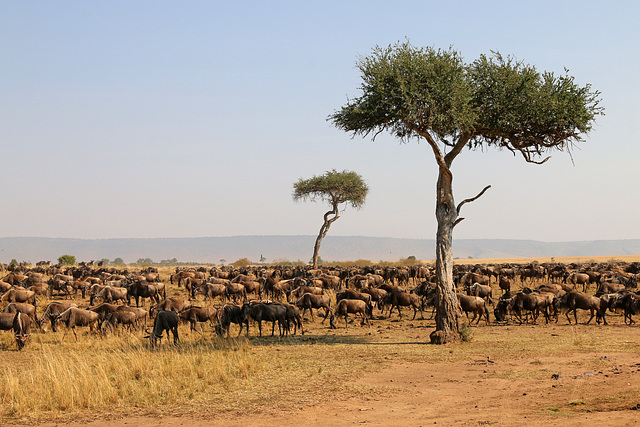 The gathering before the crossing