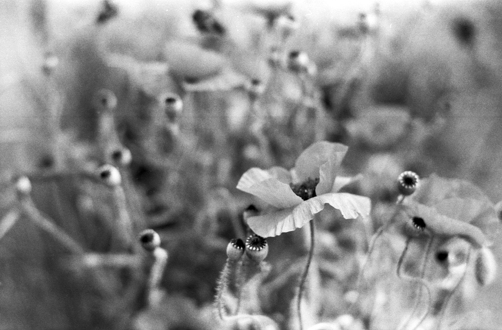 Poppies