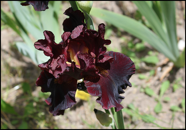 Iris Raptor Red (2)
