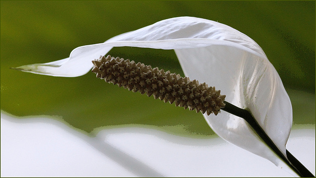 spathiphyllum