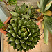 Agave Victoriae Reginae, Aloe plicatilis