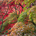 Autumn Kaleidoscope