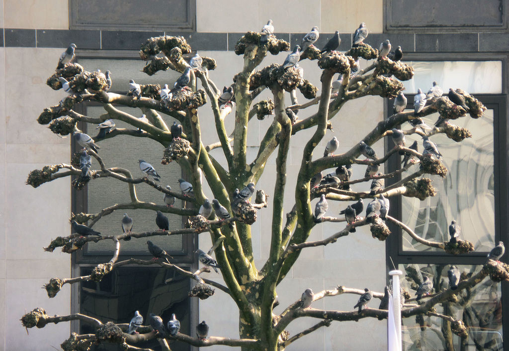 Stadttauben an der Kleinen Alster