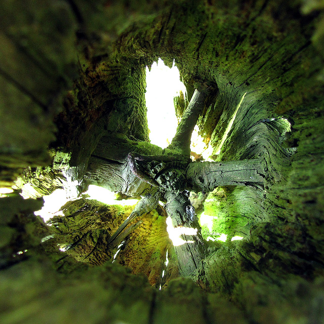 Interior of a decayed fence post