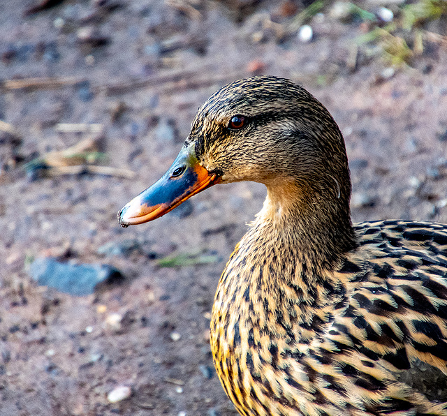 Mallard