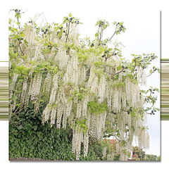 White Wisteria & Fig - East Blatchington - 28 5 2019