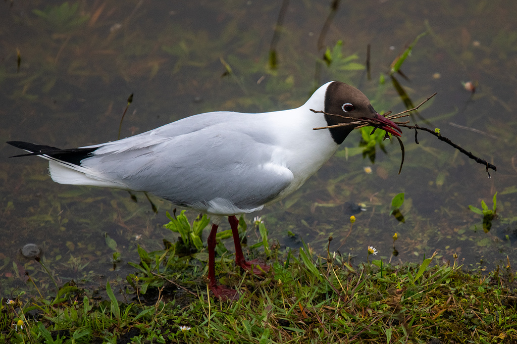 Black headed gull