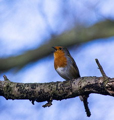 Robin singing 2