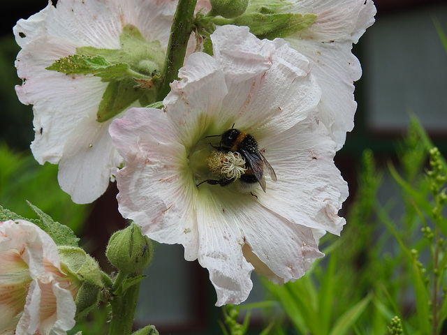 Hummel an Stockrose