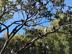 By nightfall, in the lack of a pigeonry, any tree is good