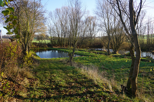 Fischteiche Elbingerode im Dezember III