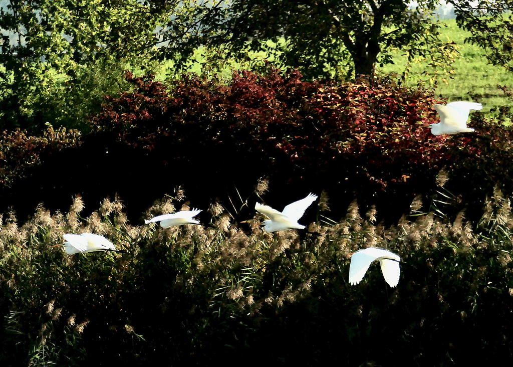 Flug der Silberreiher über den Weiher