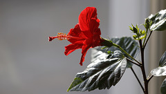 Hibiscus