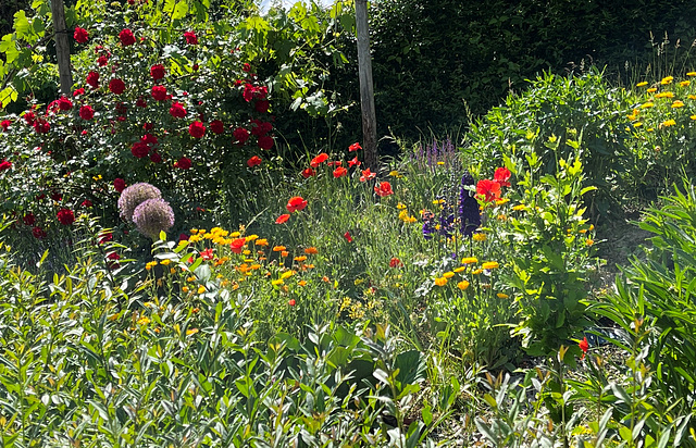 Blumen an der Hemmessener Hütte