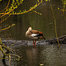 Egyptian goose