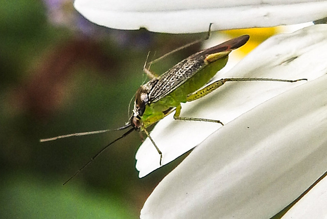 20230606 0677CPw [D~LIP] Weichwanze [m] (Closterotomus trivialis) Bad Salzuflen